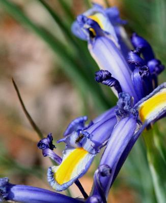AN IRIS OF ANOTHER KIND