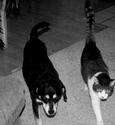 STEPPING OUT ON THE RIGHT FOOT TOGETHER