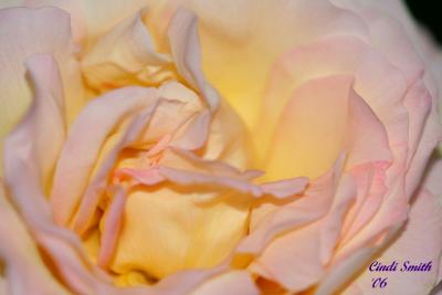 Neighbors Rose