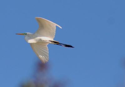 EGRET