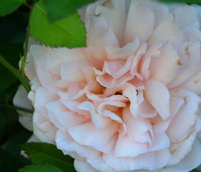 CLAUDIAS ROSE