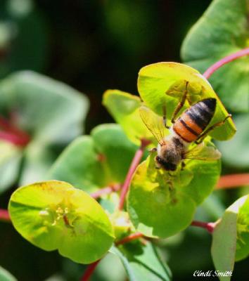 BEE AFTER POLLEN