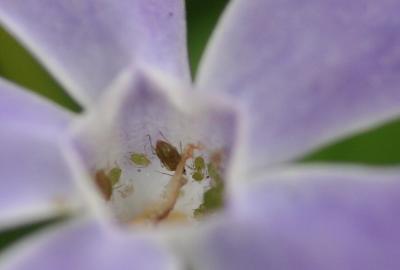 WAS TAKING A NICE MACRO OF A LITTLE PURPLE FLOWER
