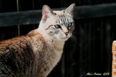 MISS PUMA, THE NEWEST ADDITION TO MY LITTLE FAMILY