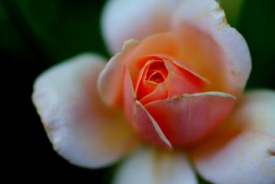 MY PEACH AND WHITE ROSE BUD