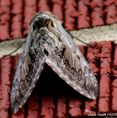 MOTHRA GIGANTICA