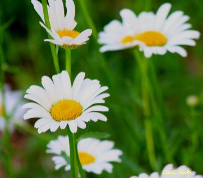DAISIES