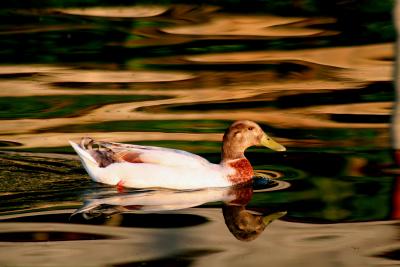 DUCK REFLECTION