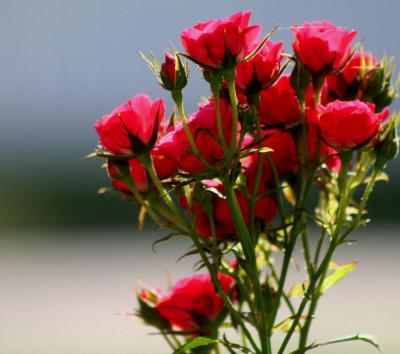 MY MINIATURE ROSES