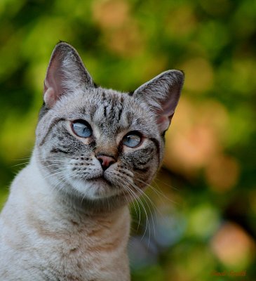 PUMA, MY LITTLE CROSS-EYED KITTY