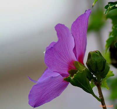 PURPLE ROSE OF SHARON