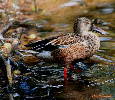 NORTHERN SHOVELER