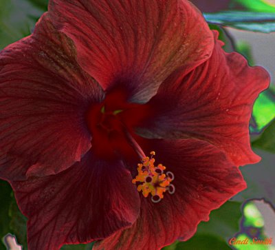 RED HYBISCUS USING A LITTLE TONE CURVE ADJUSTMENT