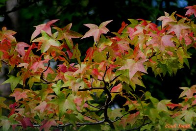 LEAVES CHANGING COLORS IN EAST TEXAS