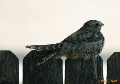 COMMON NIGHTHAWK