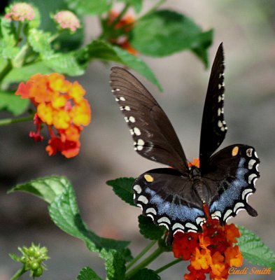 BUTTERFLY AND LANTANA