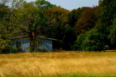 GOLDEN GRASS