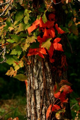 RED POISON IVY