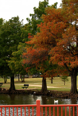 COLOR AT THE PARK