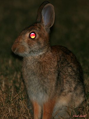 PSYCHODELIC RABBIT