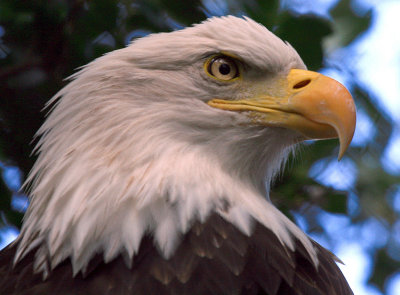 BALD EAGLE