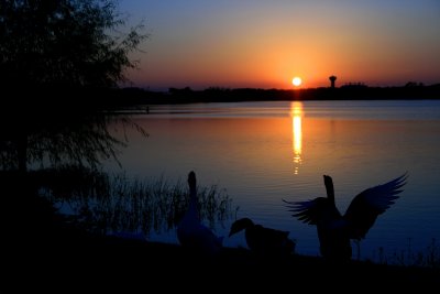 SUNSET GEESE