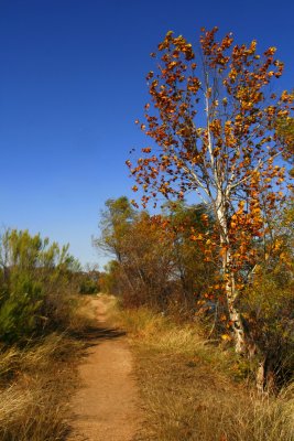 THE PATHWAY TO GREER ISLAND