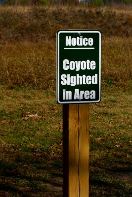 COYOTE SIGHTED