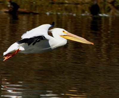 LAKE PELICAN