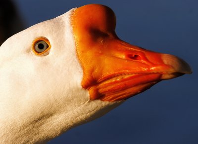 GOOSE - AND EYE OF GOOSE