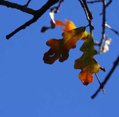 AUTUMN BEGINS IN TEXAS, FINALLY!!  2007