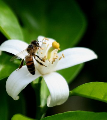 A BEE AND AN ORANGE BLOSSOM
