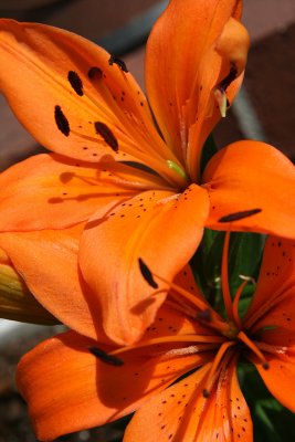 CLAUDIA AND ED'S TIGER LILLIES