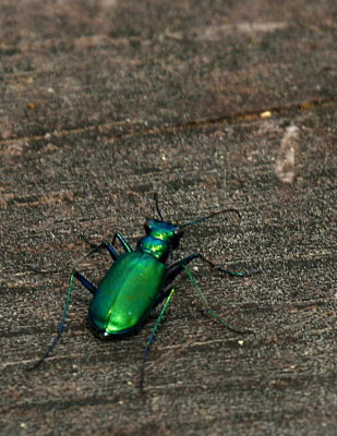FUNKY GREEN FLYING MACHINE