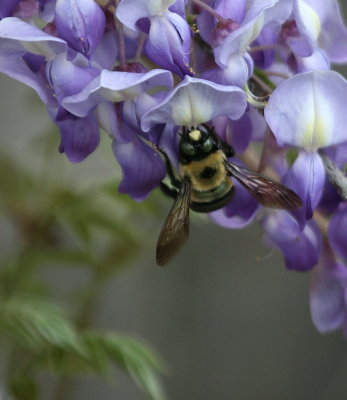 BUMBLE BEE ON MY WISTERIA