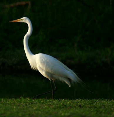 EGRET IN THE LATE DAY SUN