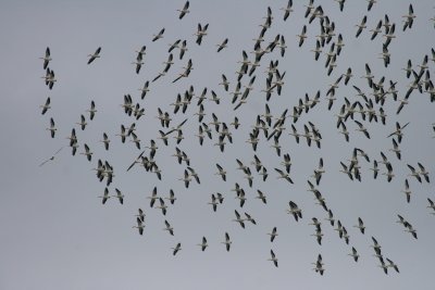 PELICANS FILL THE SKY