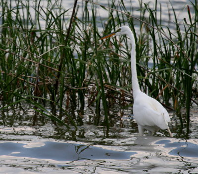 EGRET IN THE GRASS