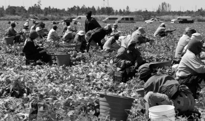 MIGRANT FARM WORKERS