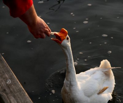 FEEDING BY HAND