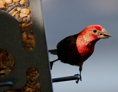 DINNERTIME IN THE BACKYARD