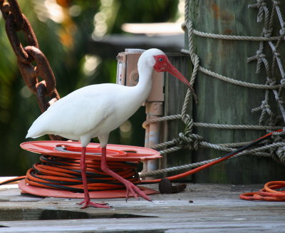 FLORIDA WILDLIFE - ONLY ANIMALS