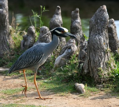 RETURN OF THE YELLOW CRESTED NIGHT HERON