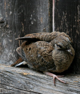 BABY DOVE