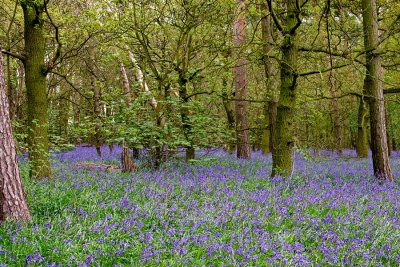 ...more Bluebells