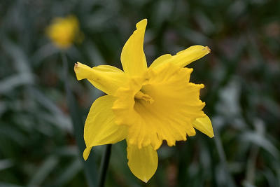 Daffodil