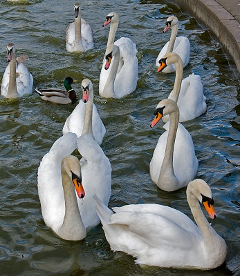 Formation paddling