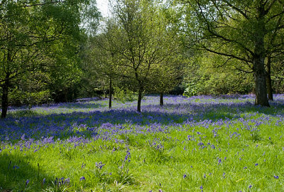 more Bluebells