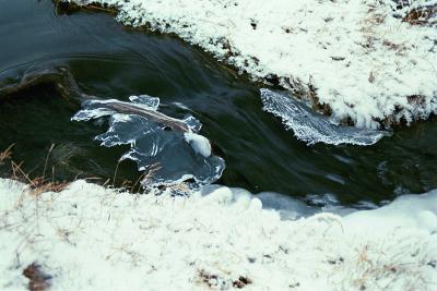 Thin ice forms in a small creek