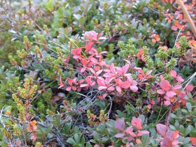 Blueberry heather in autumn colors